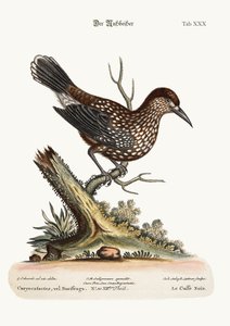 O Nut-Cracker, 1749-73
